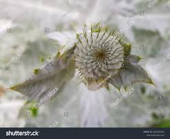 Image result for Silberdistel