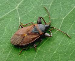 Attēlu rezultāti vaicājumam “Gastrodes grossipes”