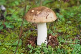 Attēlu rezultāti vaicājumam “Arcyria imperialis stalked”