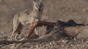 Image result for canis lupus arabs