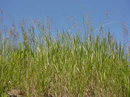 Attēlu rezultāti vaicājumam “Poa pratensis fruit”