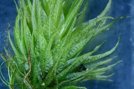 Attēlu rezultāti vaicājumam “Dicranum spurium”