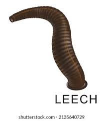 Attēlu rezultāti vaicājumam “Hirudinea”