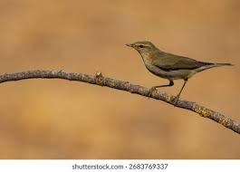 Attēlu rezultāti vaicājumam “Phylloscopus trochilus”