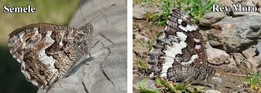 Attēlu rezultāti vaicājumam “Hipparchia alcyone underside”
