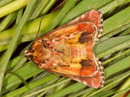 Attēlu rezultāti vaicājumam “Anarta myrtilli larva”