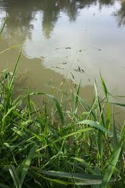 Attēlu rezultāti vaicājumam “Leersia oryzoides”