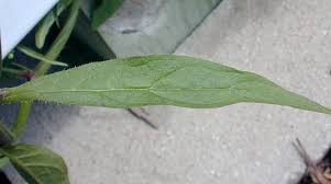 Attēlu rezultāti vaicājumam “Lapsana communis leaf”