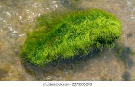 Attēlu rezultāti vaicājumam “Enteromorpha sp.”