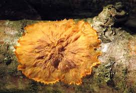 Attēlu rezultāti vaicājumam “Phlebia radiata”