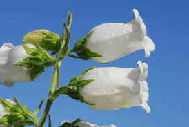 Image result for Campanula medium