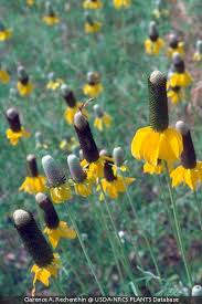 Image result for Ratibida columnifera