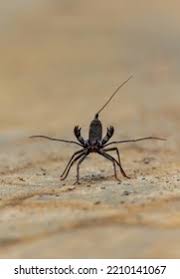 Attēlu rezultāti vaicājumam “Nepa cinerea imago”