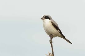 Image result for Lanius minor