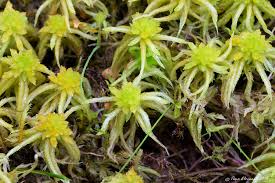 Attēlu rezultāti vaicājumam “Sphagnum inundatum”