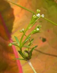 Attēlu rezultāti vaicājumam “Galium trifidum”