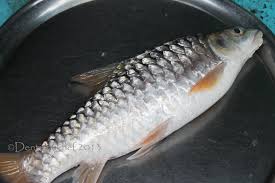Image result for ikan