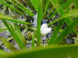 Attēlu rezultāti vaicājumam “Stratiotes aloides flower”