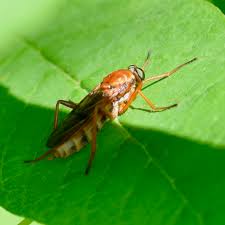 Attēlu rezultāti vaicājumam “Xylophagidae”