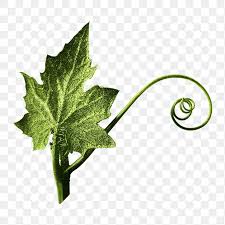 Attēlu rezultāti vaicājumam “Bryonia alba leaf”