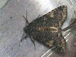 Attēlu rezultāti vaicājumam “Melanchra persicariae larva”