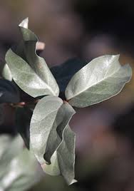 Attēlu rezultāti vaicājumam “Elaeagnus commutata”