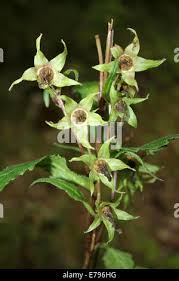 Attēlu rezultāti vaicājumam “Campanula trachelium bud”