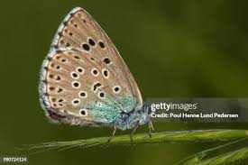 Attēlu rezultāti vaicājumam “Maculinea alcon female”