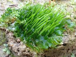 Attēlu rezultāti vaicājumam “Anthocerotopsida”