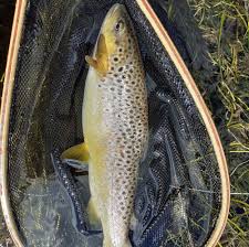 Image result for Dulverton Angling Association
