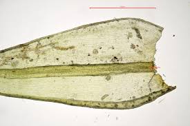 Attēlu rezultāti vaicājumam “Orthotrichum affine var. affine”