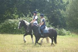 Image result for South Weylands Equestrian