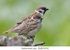 Attēlu rezultāti vaicājumam “Passer montanus adult”