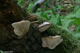 Attēlu rezultāti vaicājumam “Daedalea quercina”