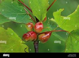 Attēlu rezultāti vaicājumam “Contarinia petioli”