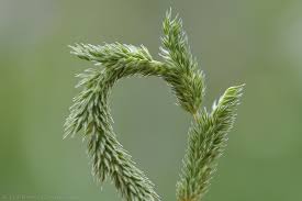 Attēlu rezultāti vaicājumam “Phleum phleoides”