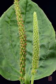 Attēlu rezultāti vaicājumam “Plantago major subsp. intermedia”