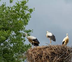 Attēlu rezultāti vaicājumam “Grus grus nest”