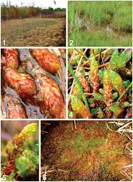 Attēlu rezultāti vaicājumam “Breidleria pratensis”