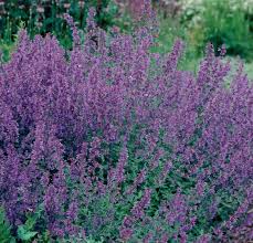 Attēlu rezultāti vaicājumam “Nepeta x faassenii leaf”