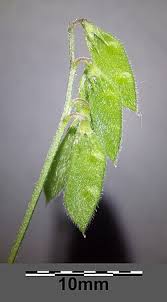 Attēlu rezultāti vaicājumam “Vicia hirsuta fruit”
