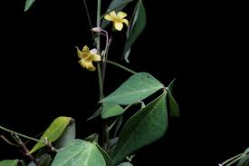 Attēlu rezultāti vaicājumam “Oxalidaceae”