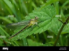 Attēlu rezultāti vaicājumam “Gomphus flavipes”