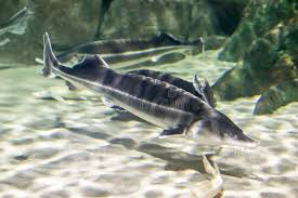 Image result for Acipenser oxyrinchus oxyrinchus