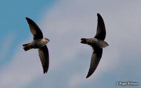 Image result for Chaetura pelagica