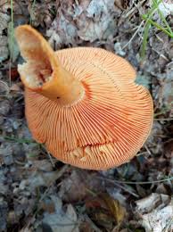 Attēlu rezultāti vaicājumam “Lactarius deterrimus”