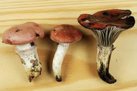 Attēlu rezultāti vaicājumam “Gomphidius roseus”