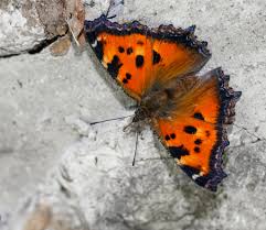 Attēlu rezultāti vaicājumam “Nymphalis xanthomelas upperside”