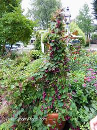 Image result for Rhodochiton atrosanguineum