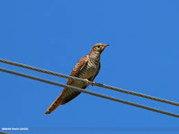 Attēlu rezultāti vaicājumam “Cuculus canorus adult”